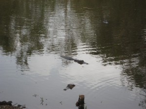 Swimming alligators