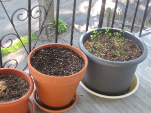 English pennyroyal and lovage