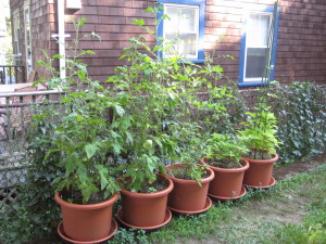 tomatoes and green beans