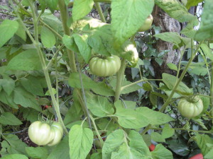 Brandywine tomato close-up