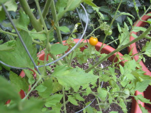 cherry tomato close-up