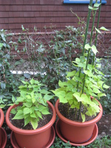 Bush beans and pole beans