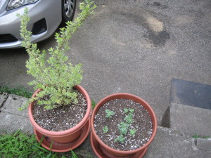 Myrtle and Rue