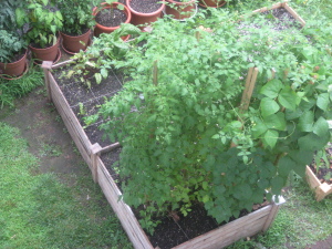 Garden, 08/02/14